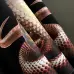 Givenchy T-shirts for MEN snake Black/White #A47156
